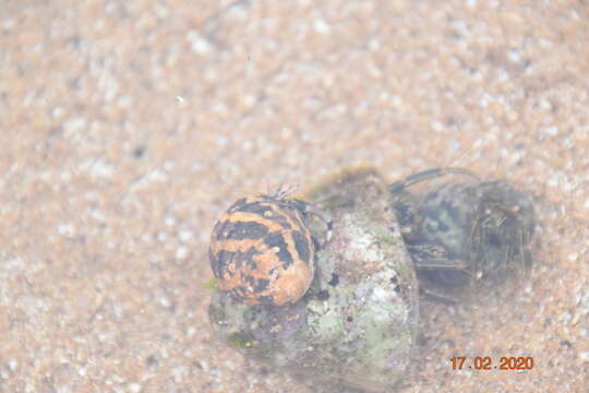 Image of green hermit crab