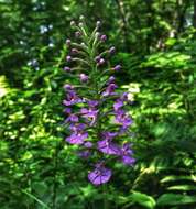 Image of Lesser purple fringed orchid