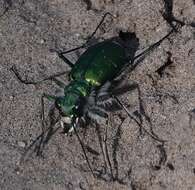 Image de Cicindela (Cicindela) denverensis Casey 1897