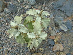 Image of Croton chilensis Müll. Arg.