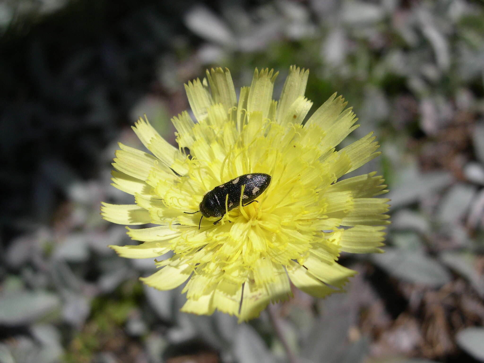 Image de <i>Acmaeodera <i>bipunctata</i></i> bipunctata