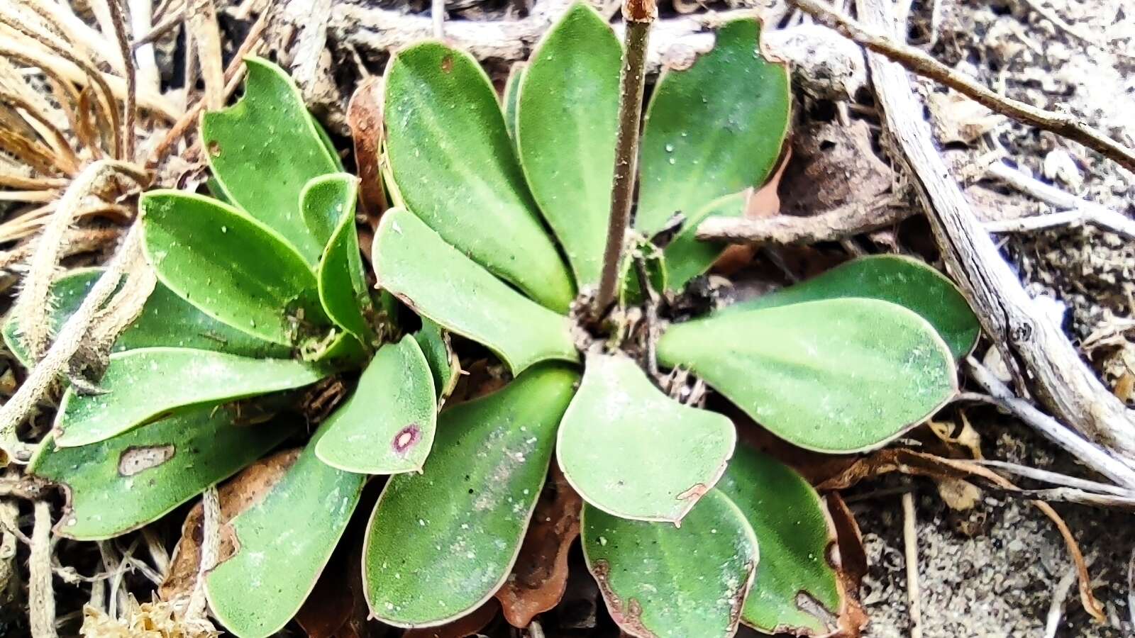 صورة Limonium multiflorum Erben