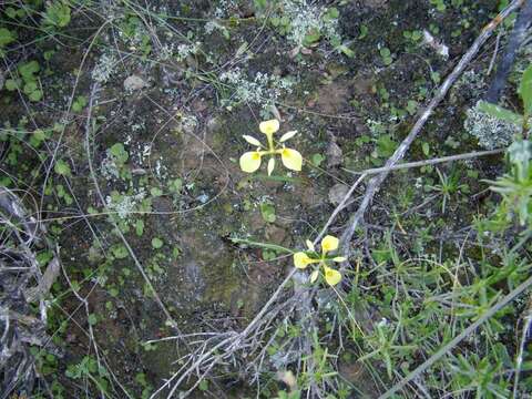 Image of Moraea thomasiae Goldblatt