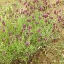 Image of Lavandula pedunculata subsp. sampaiana (Rozeira) Franco