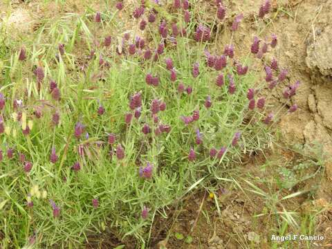 Image of Lavandula pedunculata subsp. sampaiana (Rozeira) Franco