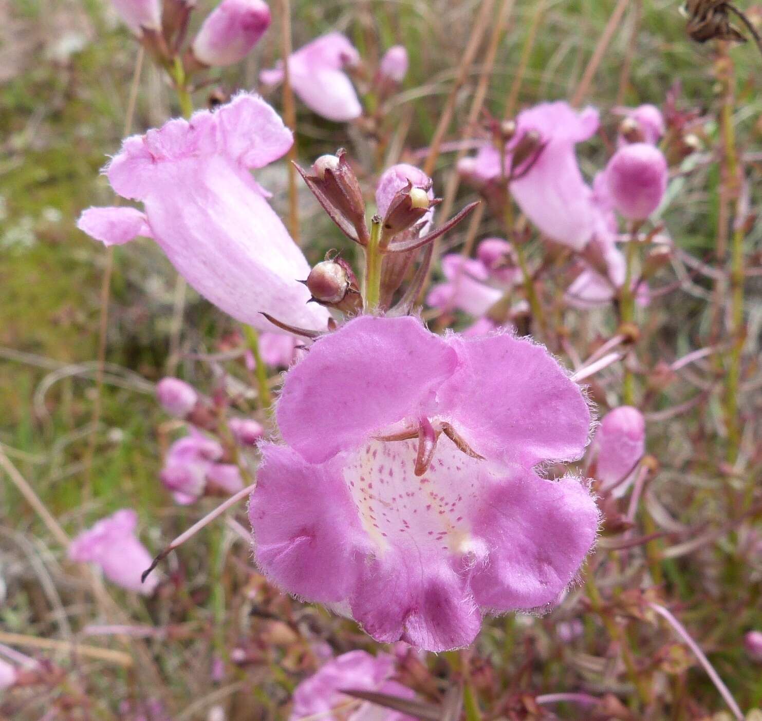 صورة Agalinis genistifolia (Cham. & Schltdl.) W. G. D' Arcy