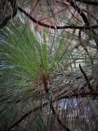 Image of Montezuma Pine
