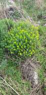 Image of Euphorbia hierosolymitana Boiss.