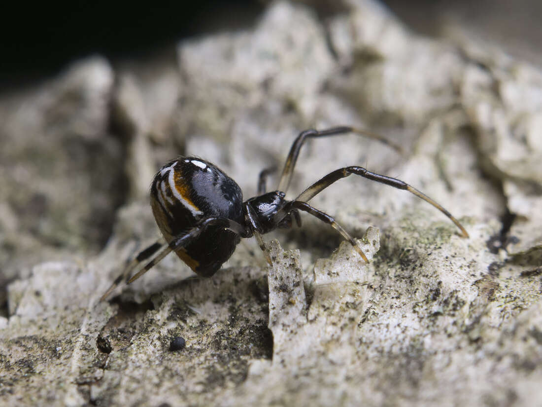 Image of Parasteatoda lunata (Clerck 1757)