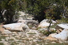 Sivun Canis latrans lestes Merriam 1897 kuva