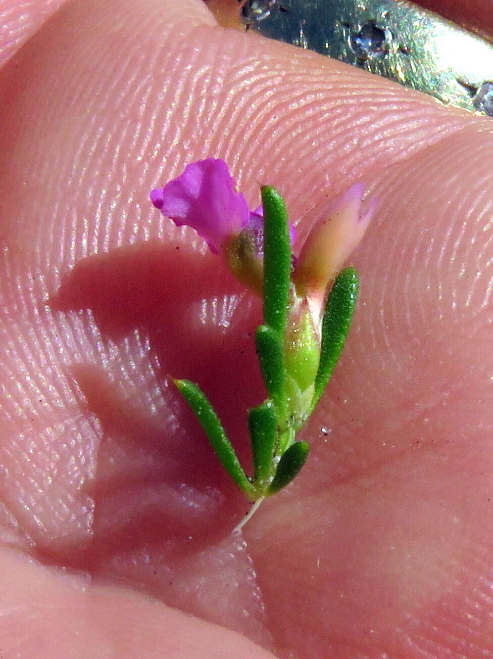 Image of Muraltia pageae Levyns