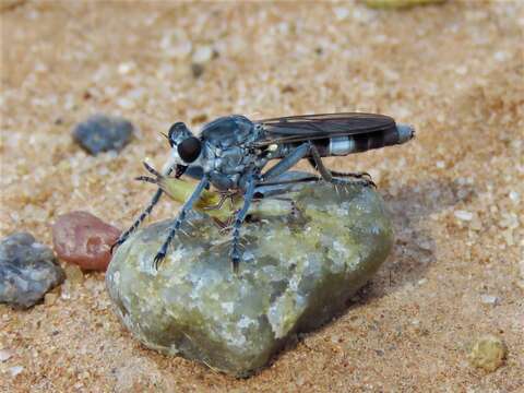 Image of Three-banded Robber Fly