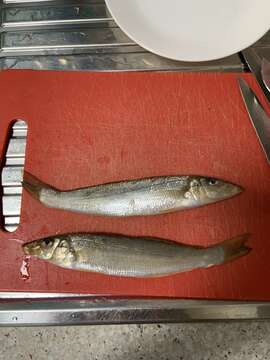 Image of Yellowfin whiting