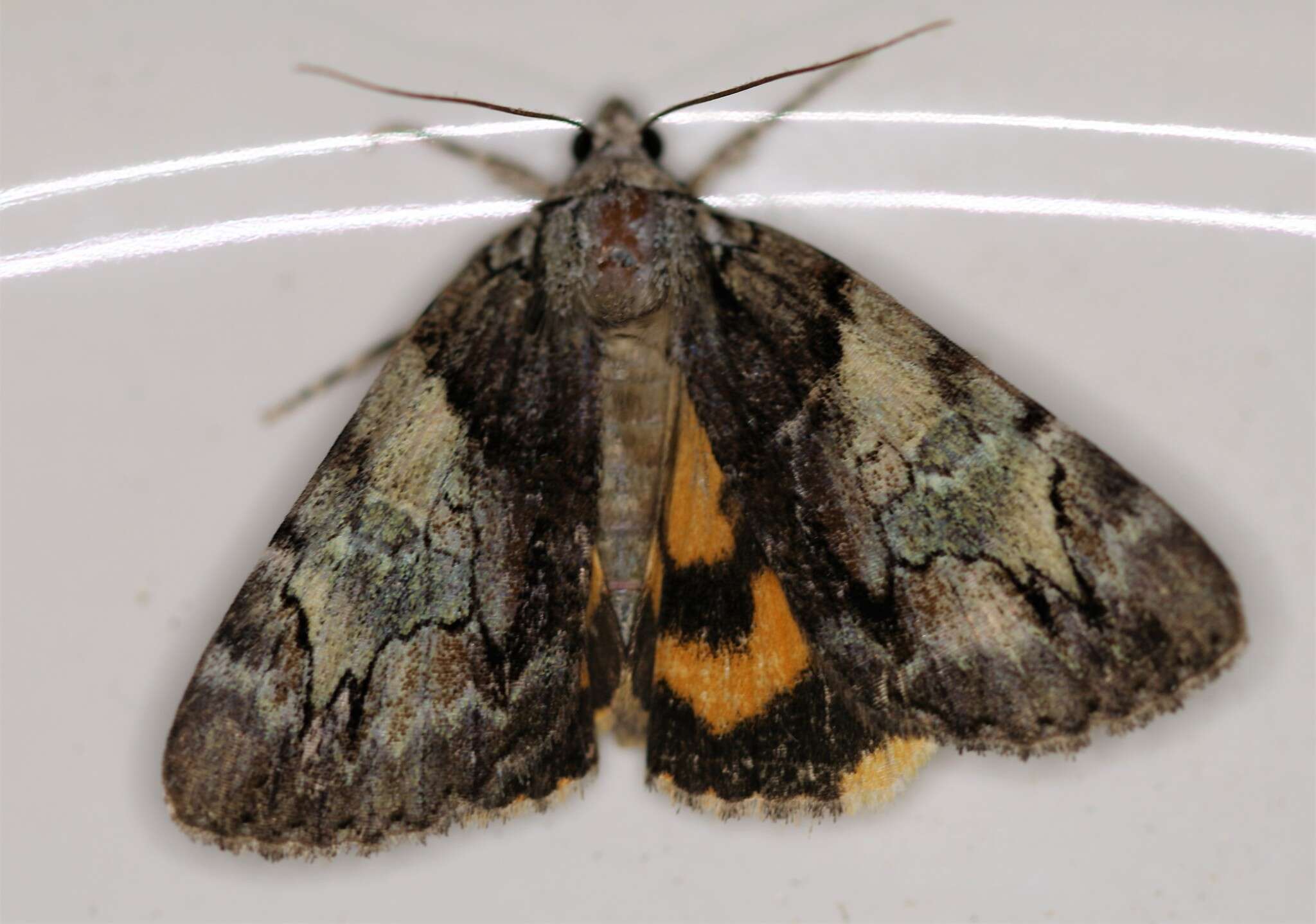 Image of Hawthorn Underwing