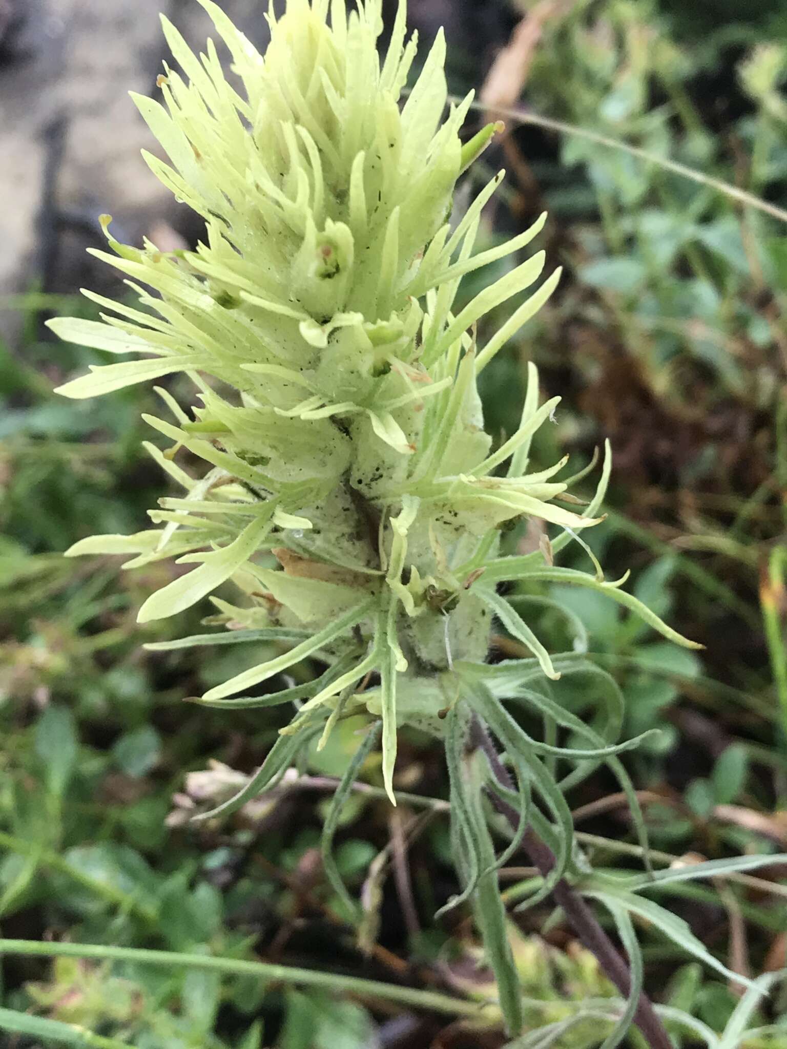 Image of deer Indian paintbrush