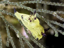 Image of Martadoris amakusana (Baba 1987)