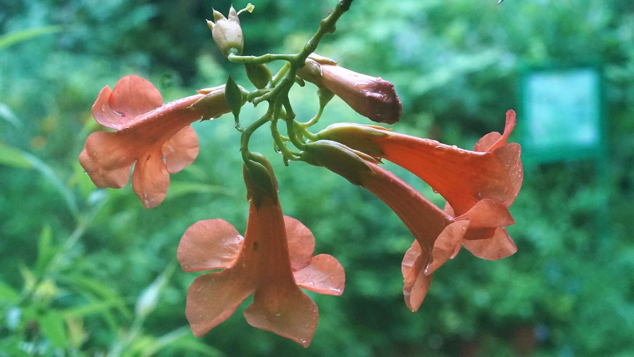 Image of Chinese Trumpet Vine