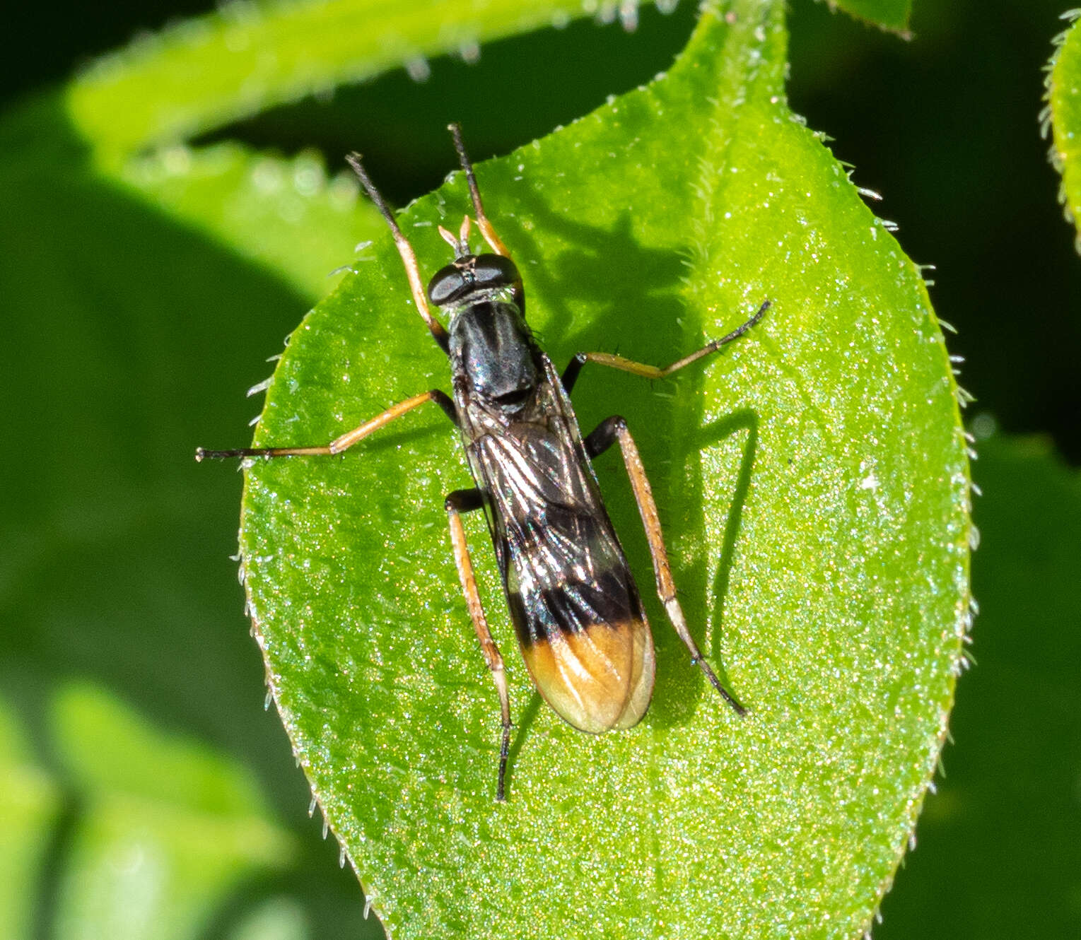 Image of <i>Ectinorhynchus pyrrhotelus</i>