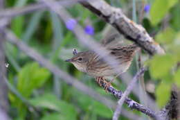 Locustella lanceolata (Temminck 1840) resmi