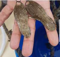 Image of Flathead Catshark