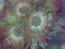 Image of Jersey cudweed