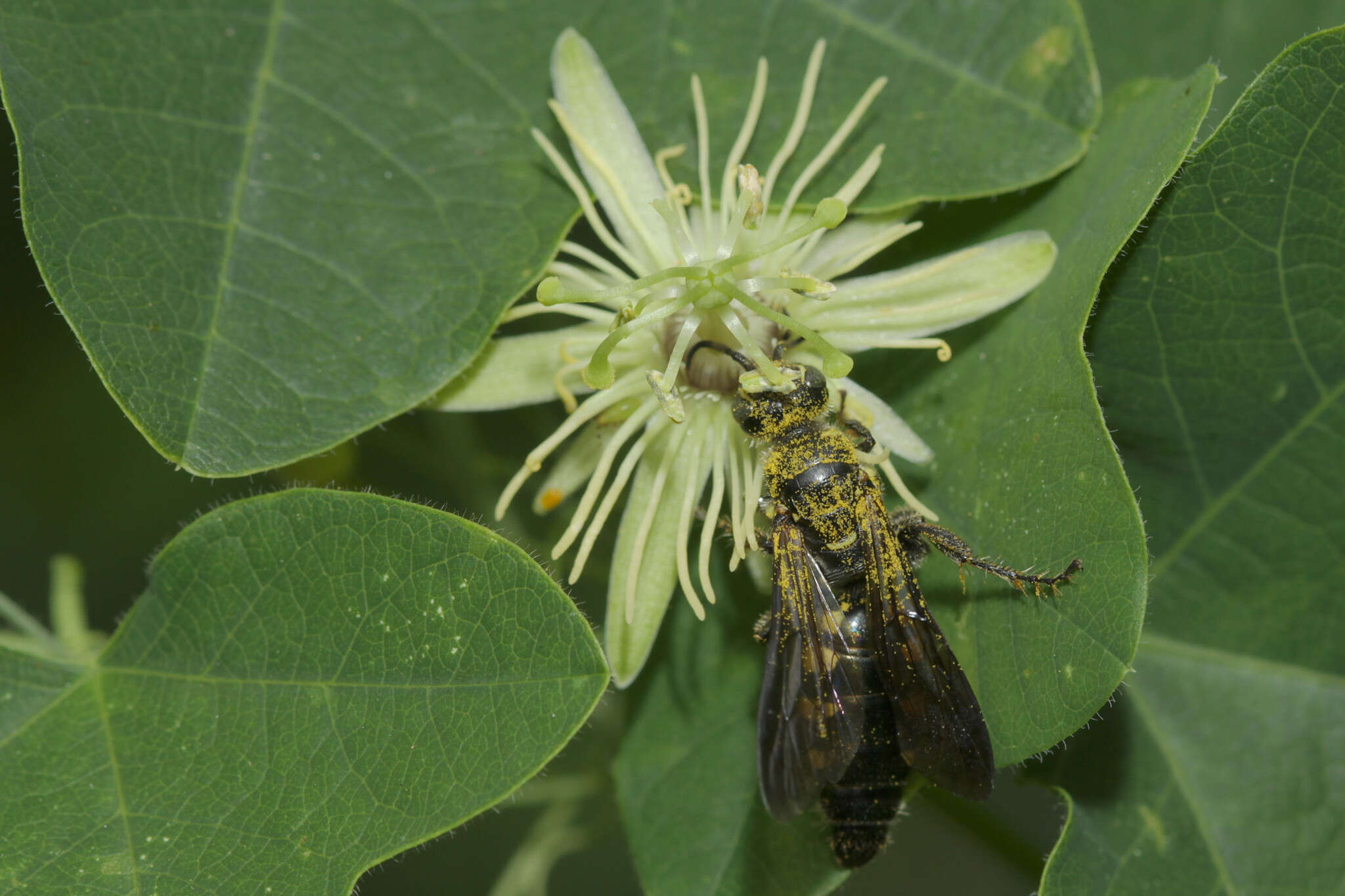 Myzinum obscurum (Fabricius 1805)的圖片