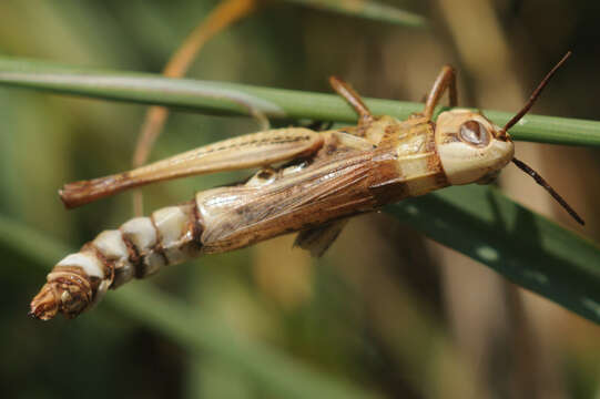 Image of Entomophaga grylli (Fresen.) A. Batko 1964