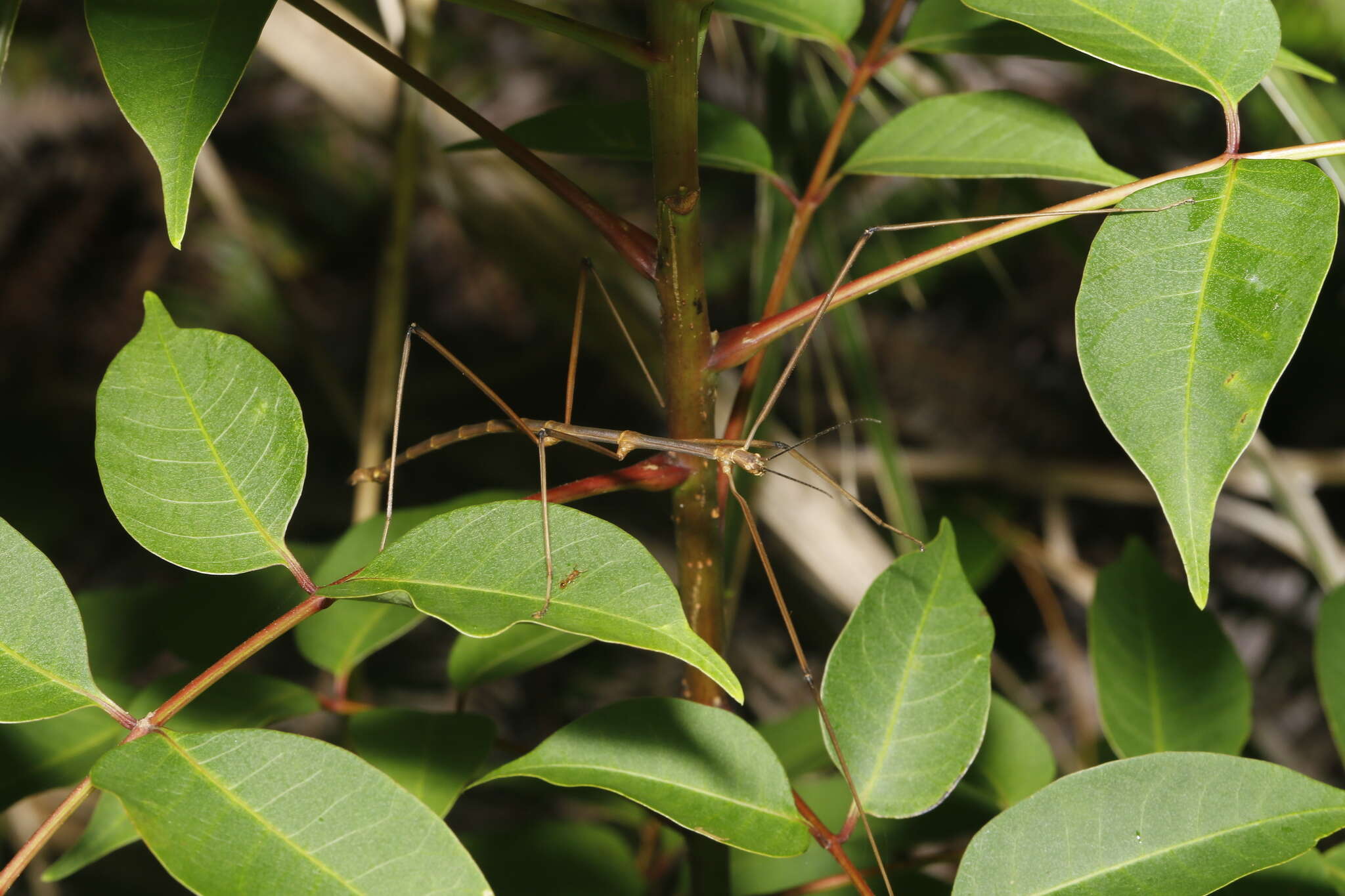 Image of Entoria miyakoensis Shiraki 1935