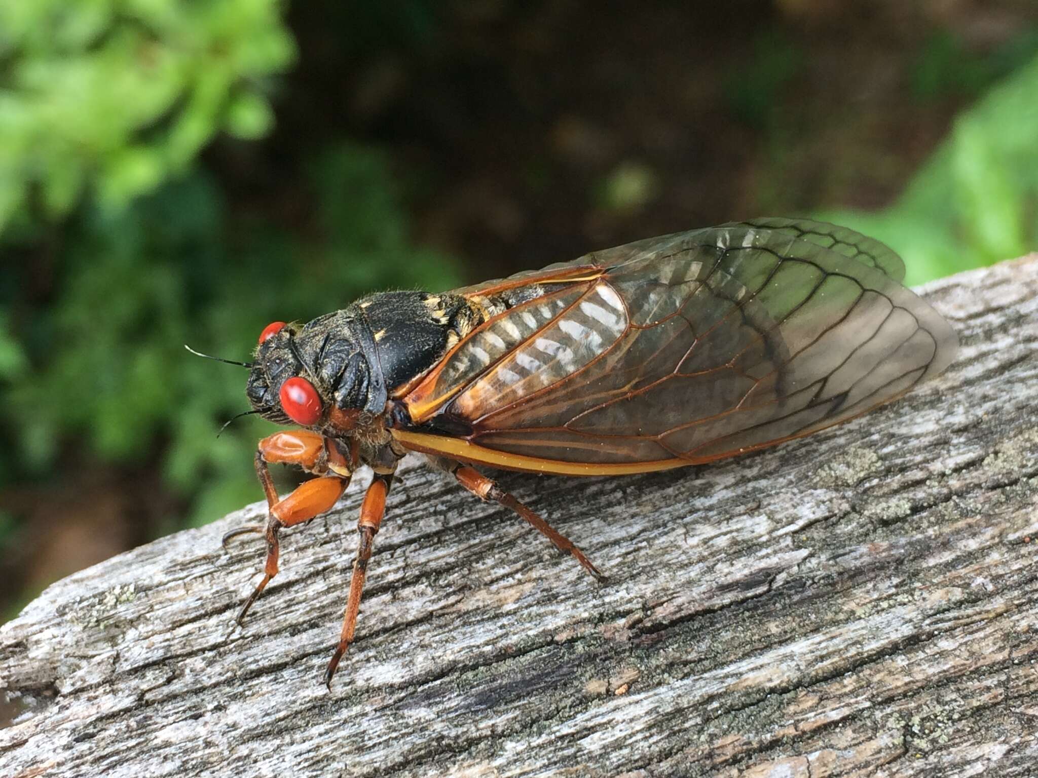 Image of Decim Periodical Cicada