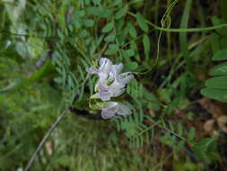 Image of wood vetch