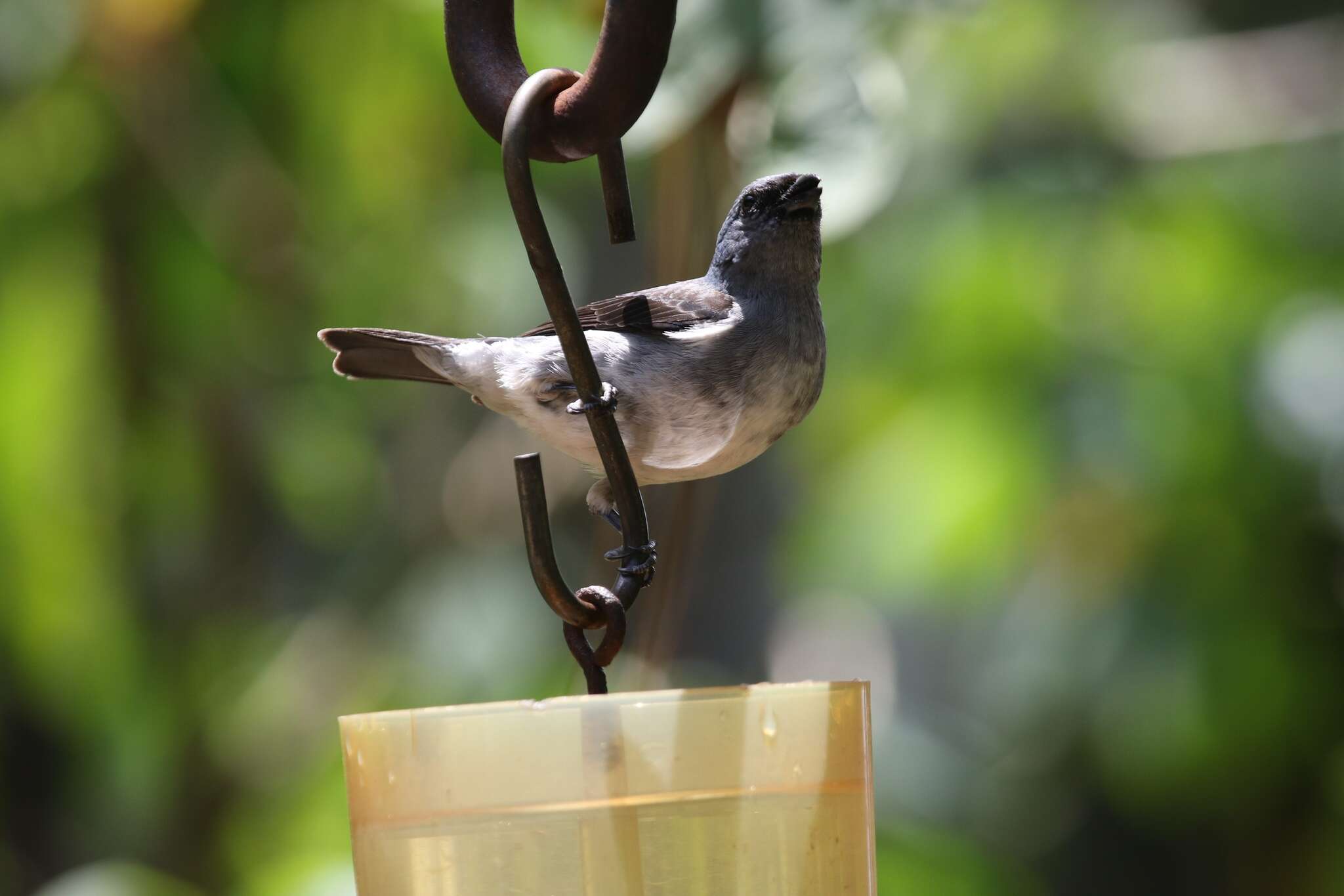 Image of Plain-colored Tanager