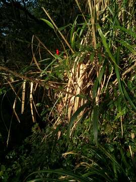 Imagem de Ardisia crispa (Thunb.) A. DC.