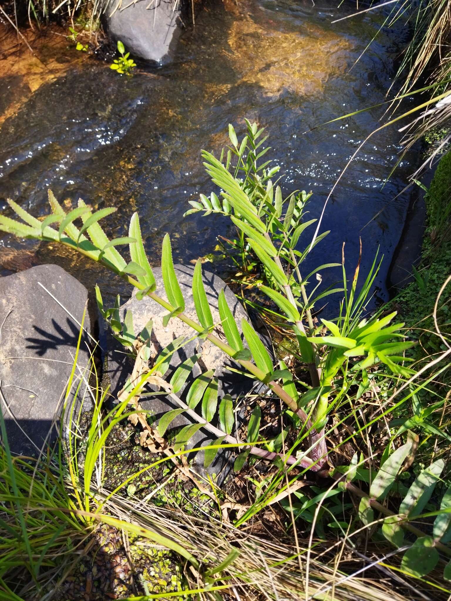 Image of Water parsnip