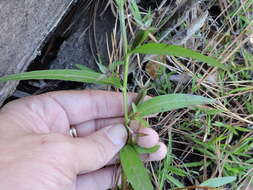 Image of wingleaf primrose-willow