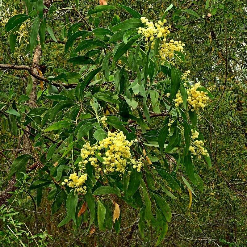 Image of Acacia falciformis DC.