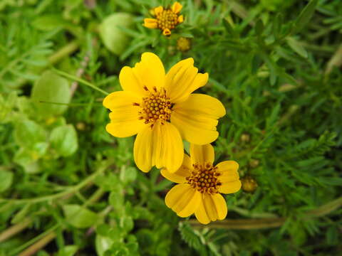 Imagem de Bidens anthemoides (DC.) Sherff