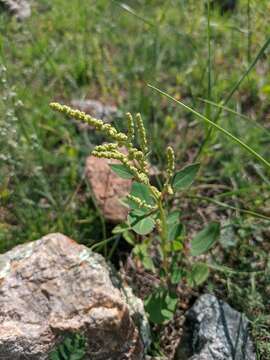 Chenopodium acuminatum Willd.的圖片