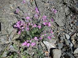 Imagem de Epilobium colchicum subsp. colchicum