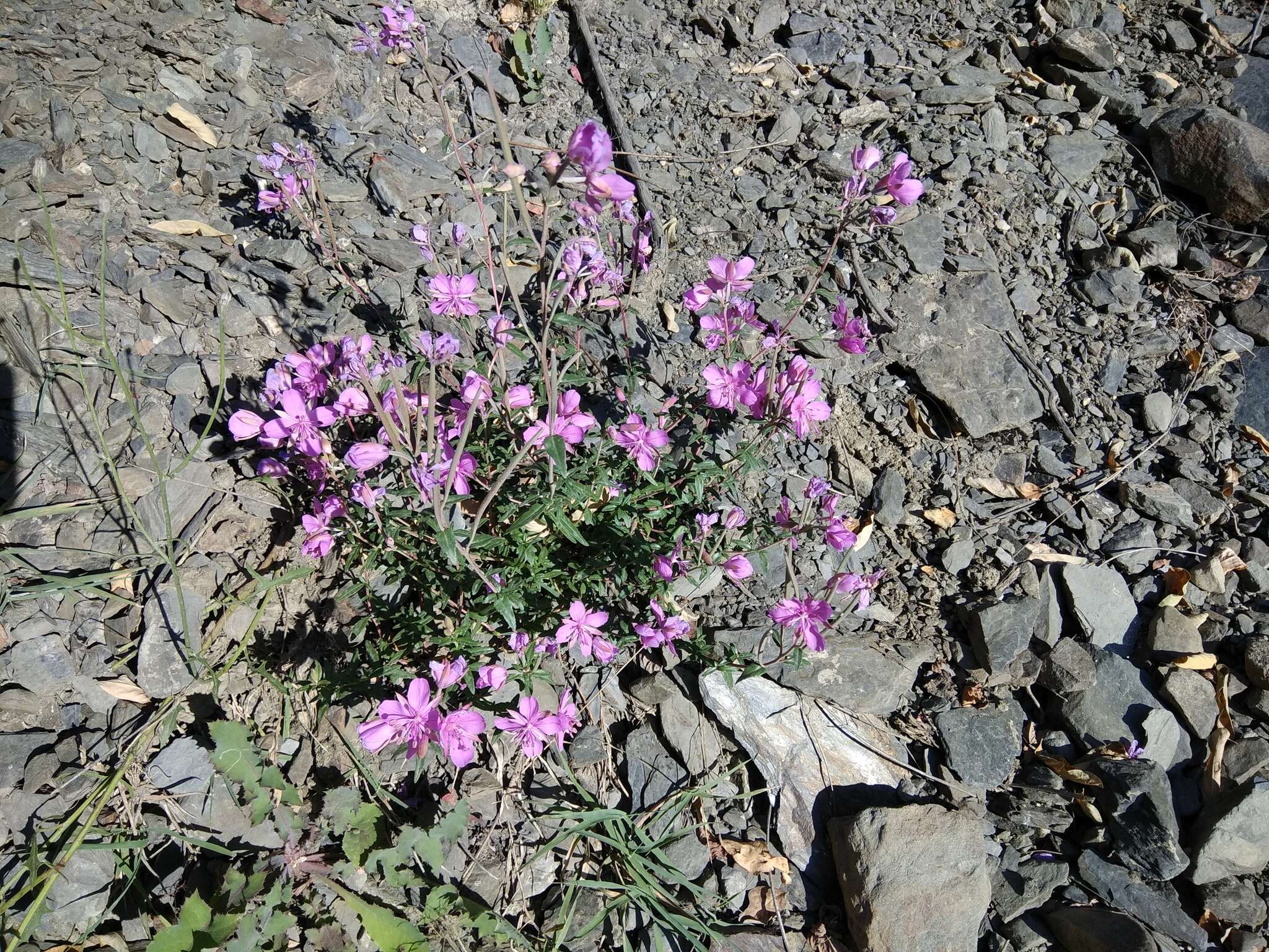 Imagem de Epilobium colchicum subsp. colchicum