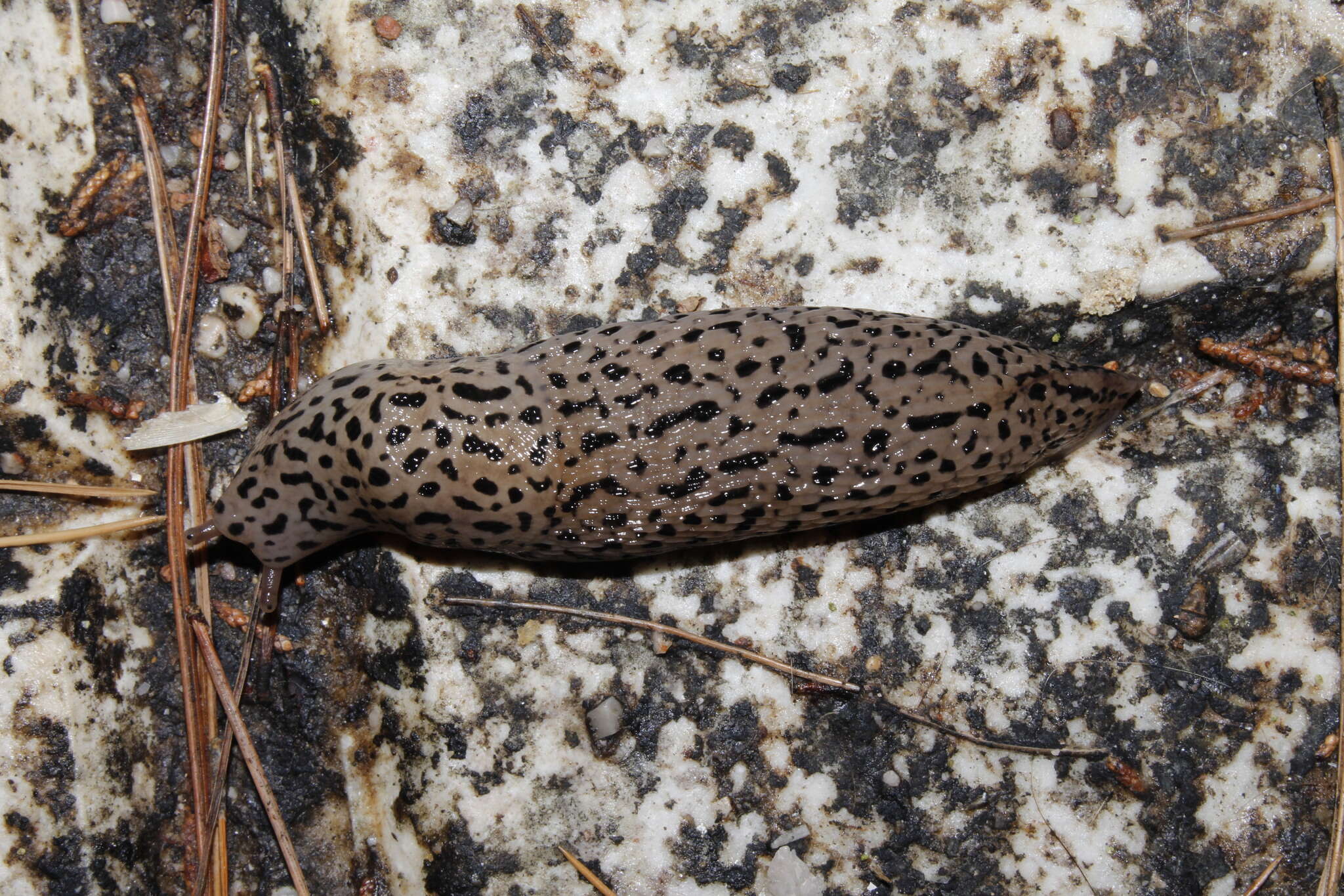 Image de Limax conemenosi O. Boettger 1882