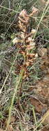 Image of Holothrix burchellii (Lindl.) Rchb. fil.