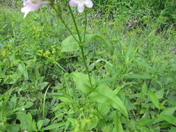 Image of longsepal beardtongue