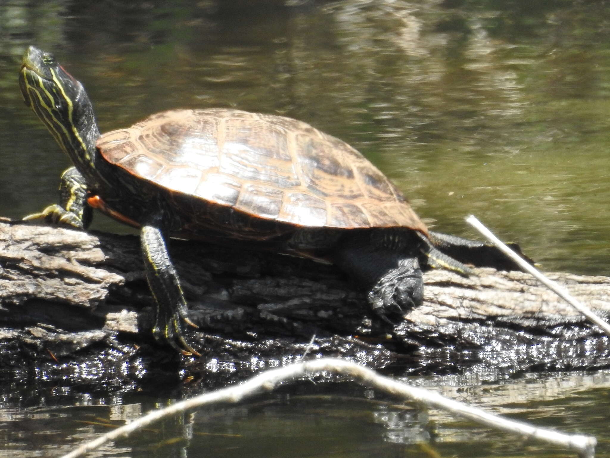 Image of slider turtle, red-eared terrapin, red-eared slider