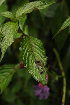 Image de Impatiens arguta Hook. fil. & Thoms.