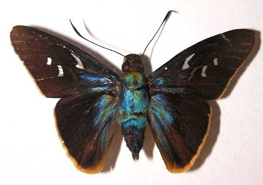 Image of <i>Perichares deceptus</i> Butler & Druce 1872