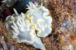 Image of Pale white slug