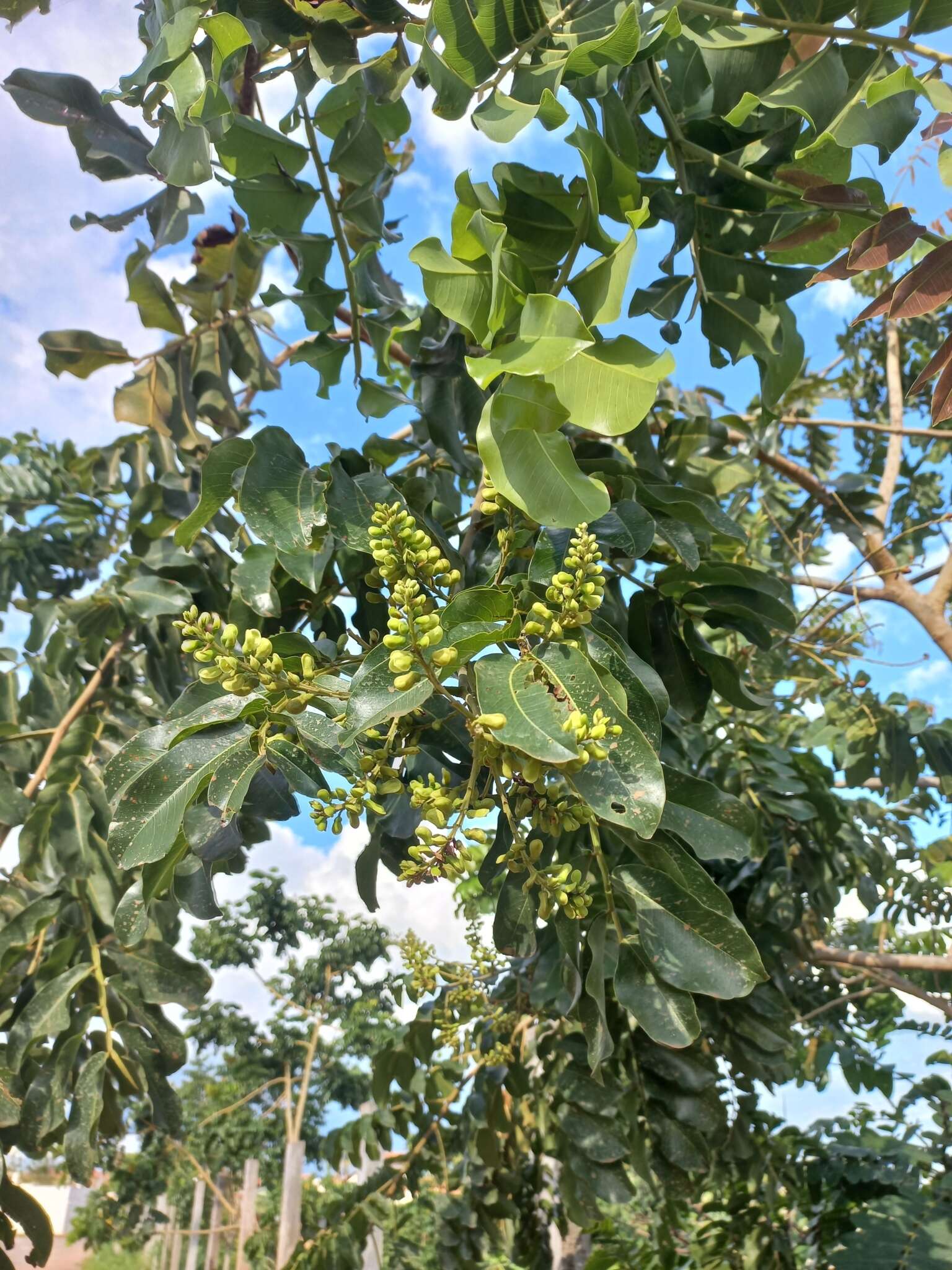 Image of Baru tree