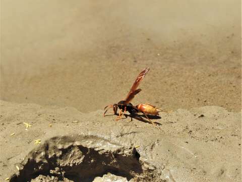 Image of <i>Polistes <i>comanchus</i></i> comanchus