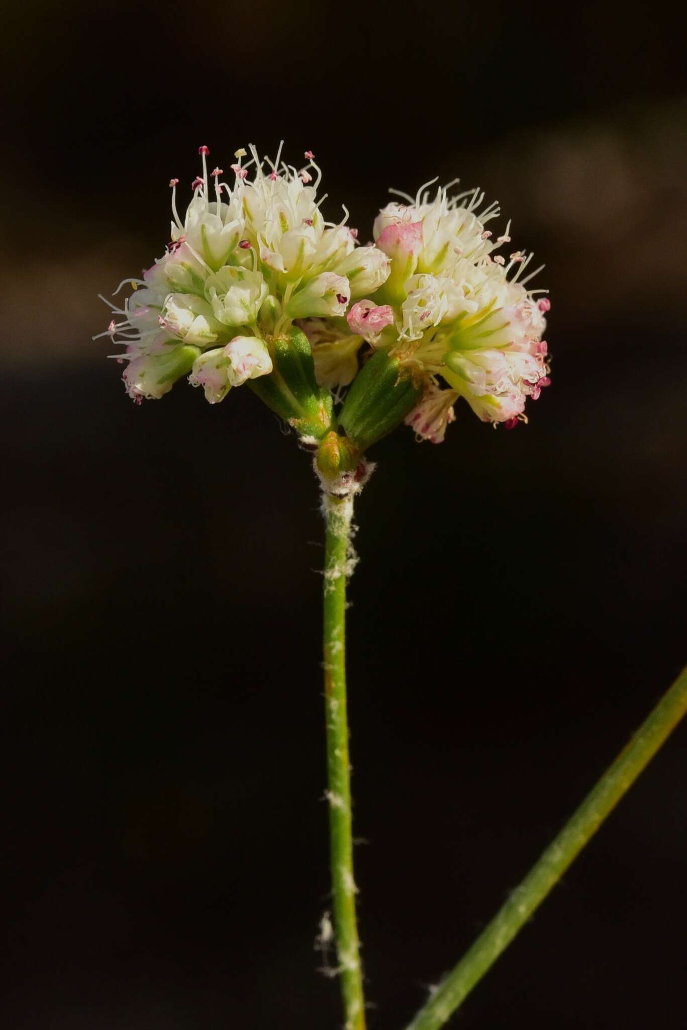 Imagem de Eriogonum nudum var. decurrens (S. Stokes) M. L. Bowerman