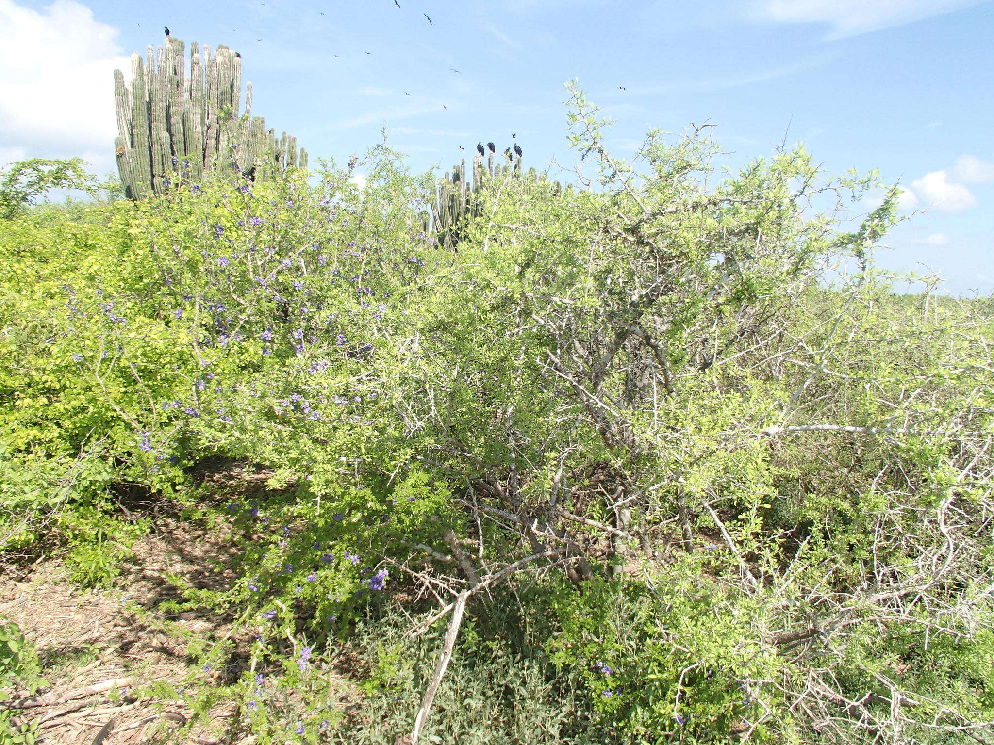 Sivun Guaiacum coulteri A. Gray kuva